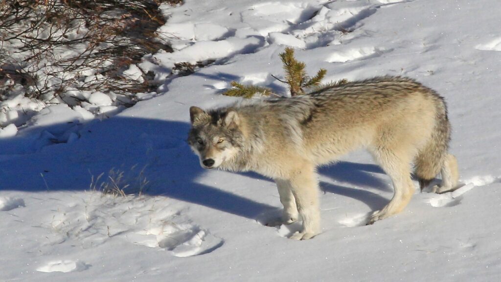 A lone wolf stands in the snow beside a tree, its fur blending with the winter landscape.