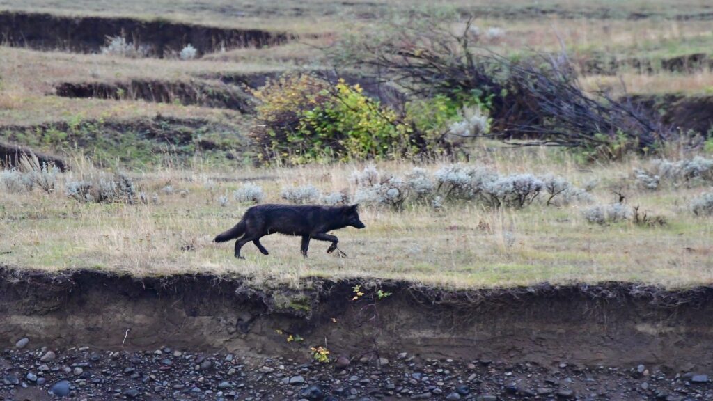 A lone wolf traverses a grassy field, showcasing the majestic wilderness of Yellowstone National Park.