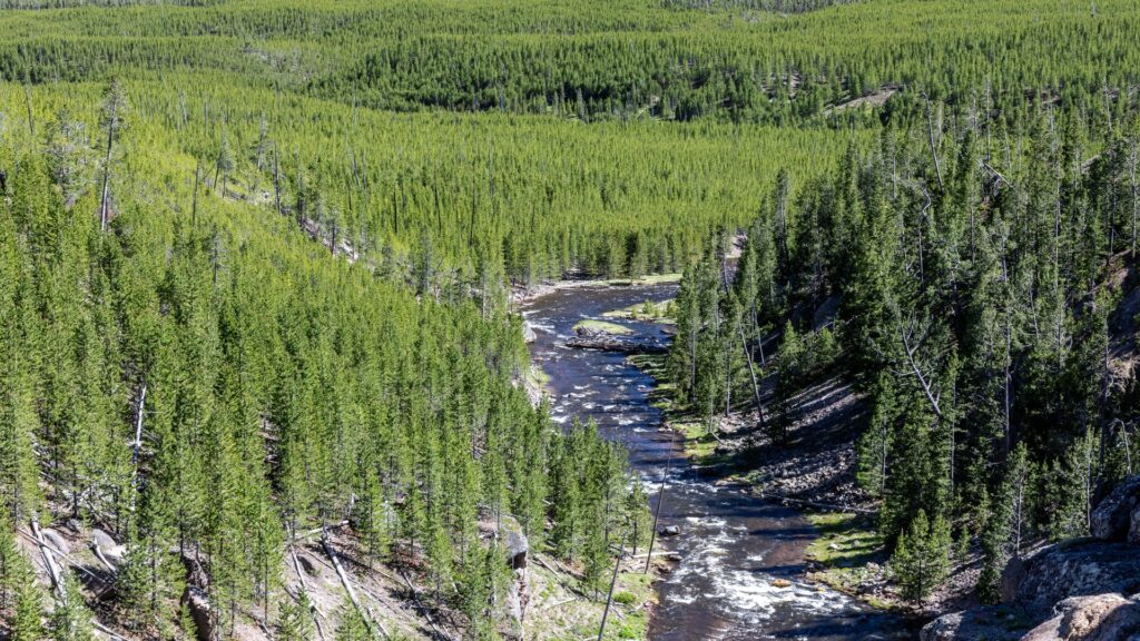 A serene river flows through a lush forest, surrounded by vibrant greenery and dappled sunlight filtering through the trees.