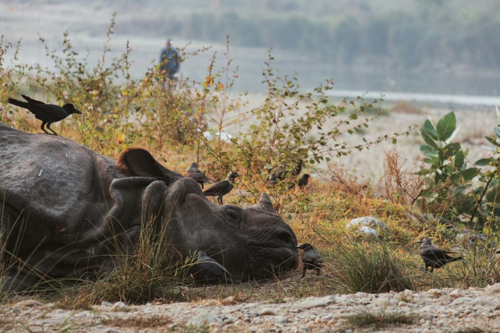 A cow laying down in a field next to a bird