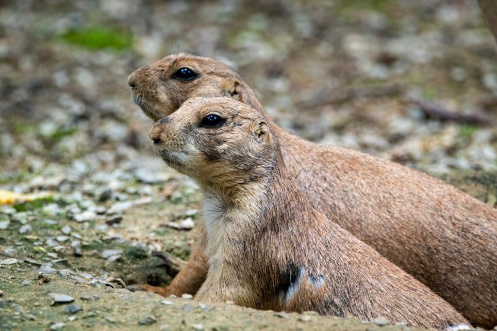 brown rodent on gray rock during daytime
