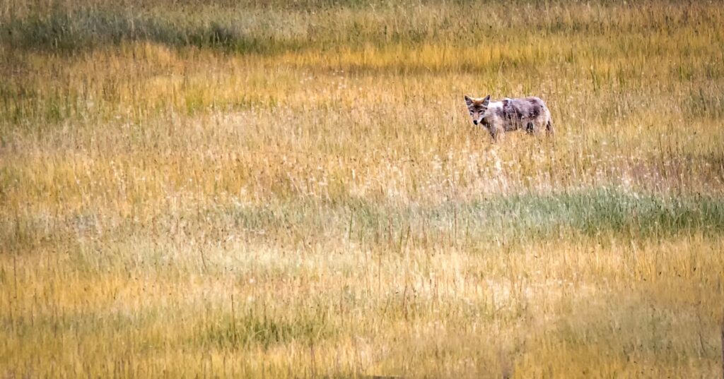 a lone wolf standing in a field of tall grass