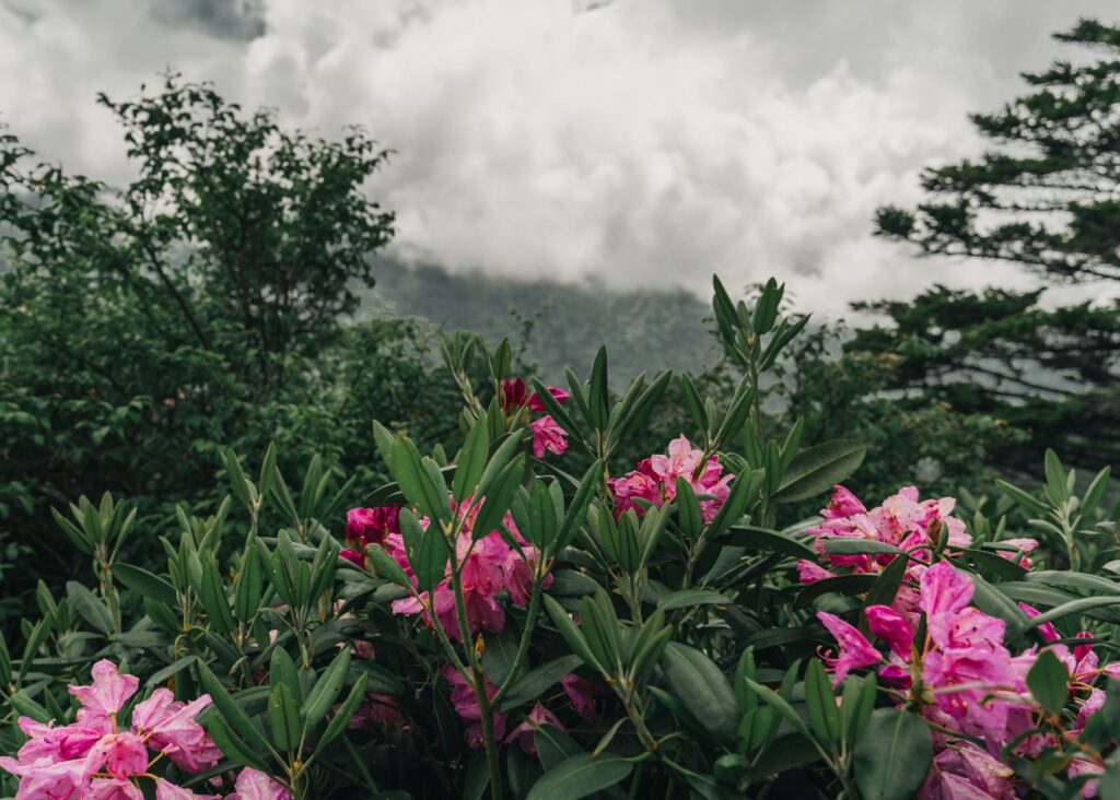 a group of flowers