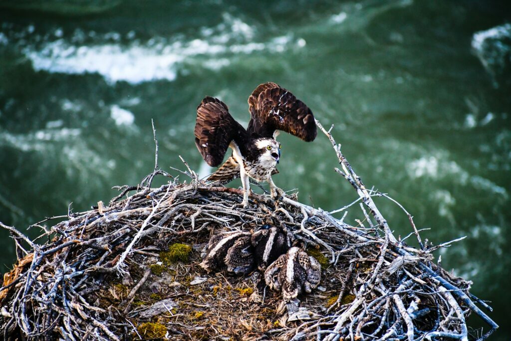 brown and white bird on brown nest