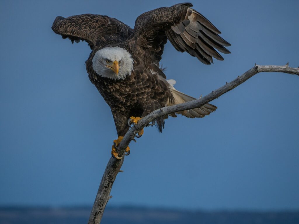 A bald eagle perches on a branch.