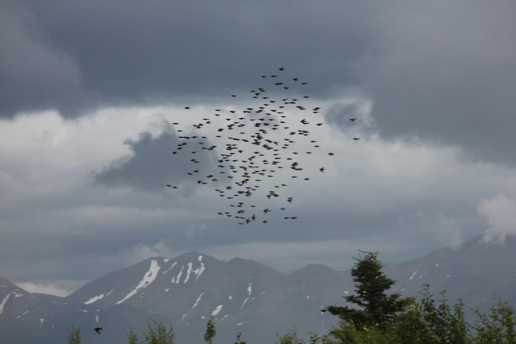 A group of birds glides over rugged mountains, capturing the essence of freedom in a breathtaking natural setting.