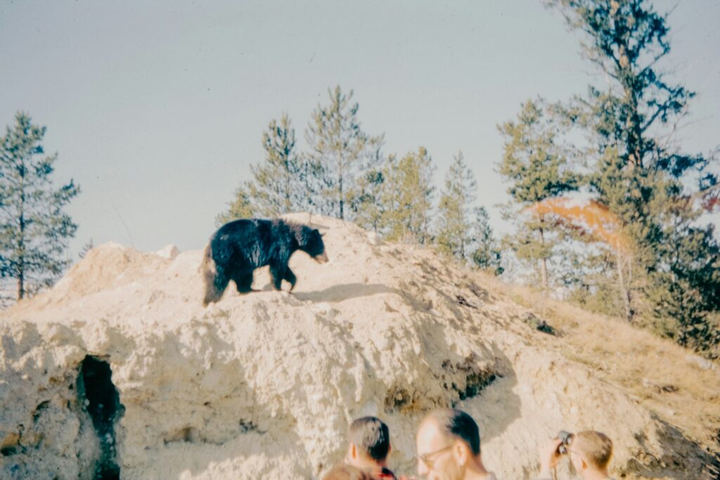 A diverse group of people stands near a black bear, capturing a unique encounter with nature in a serene environment.