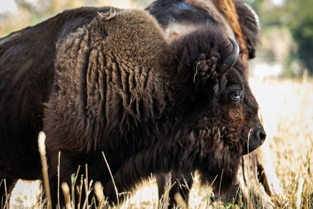 black bison on brown grass field during daytime