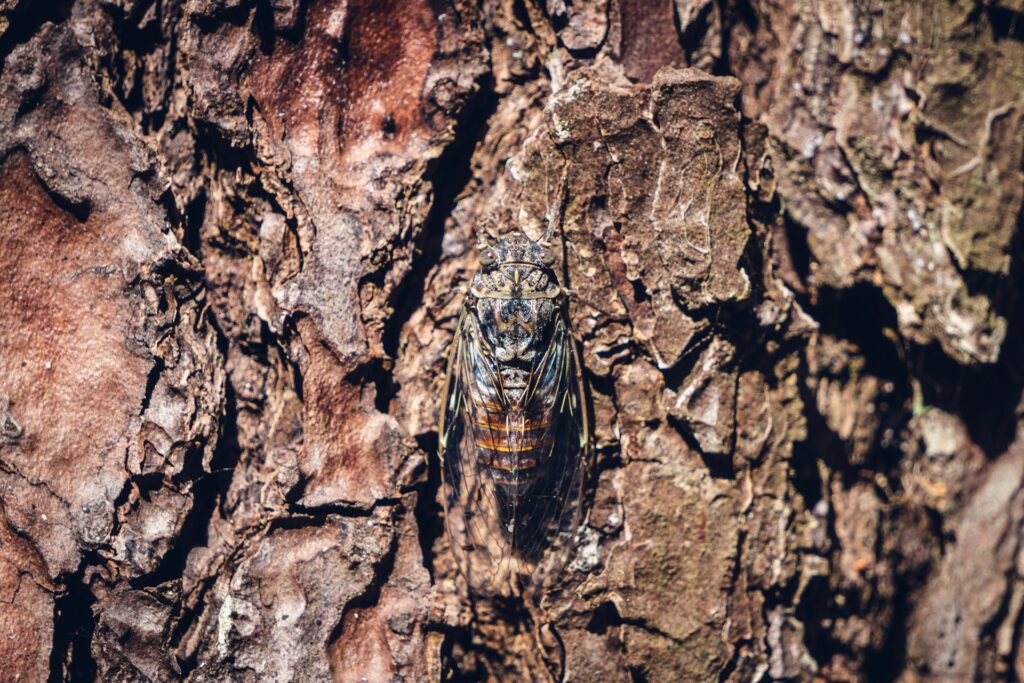 A prominent insect is perched on a tree trunk, highlighting its unique features against the backdrop of the rugged bark.