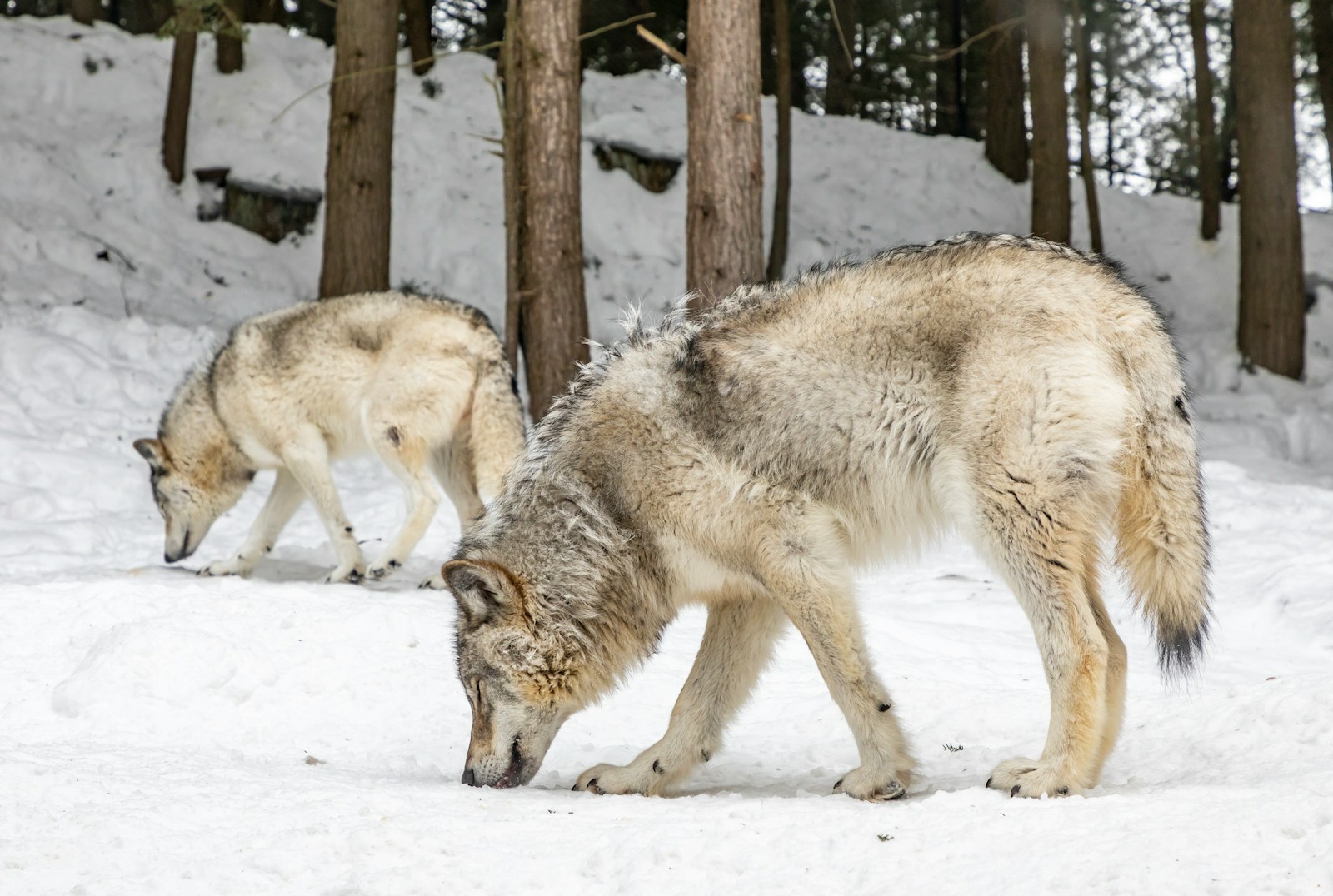Two wolves on snow field.