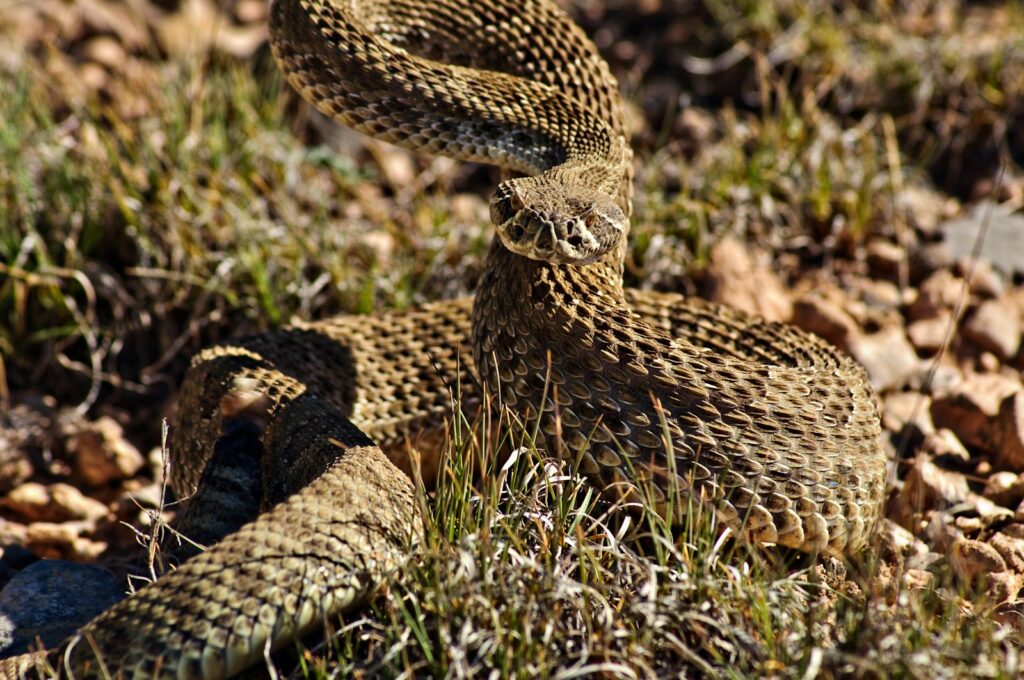 A snake that is laying down in the grass