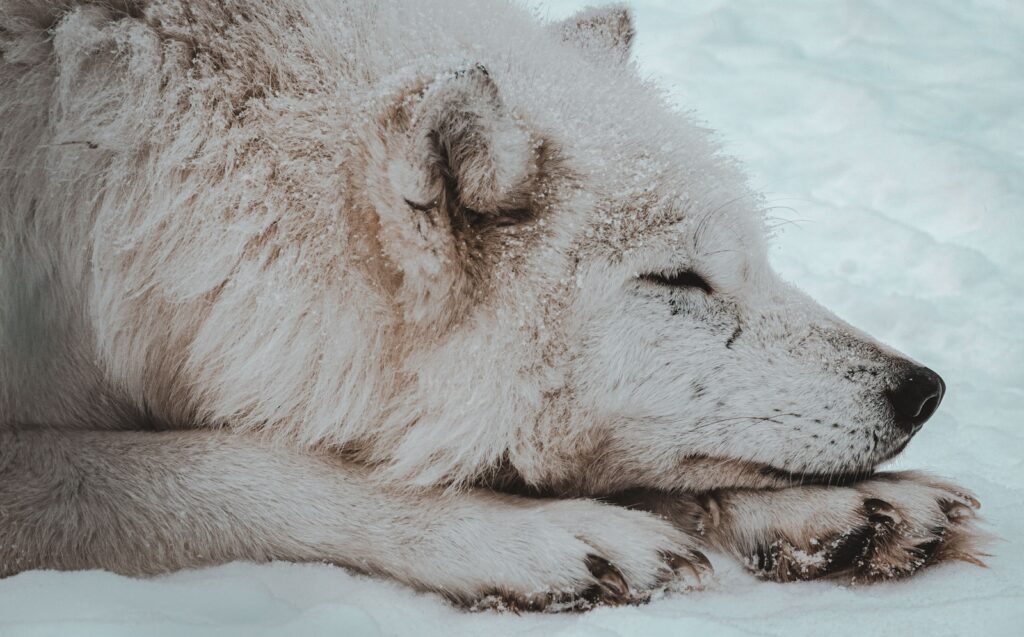 white wolf