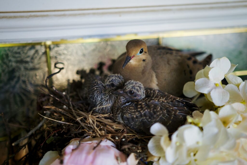 A bird nest cradling two small, chirping baby birds, their feathers soft and downy, nestled safely among the twigs.