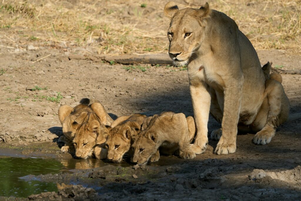 A lioness watches her cubs drink water.