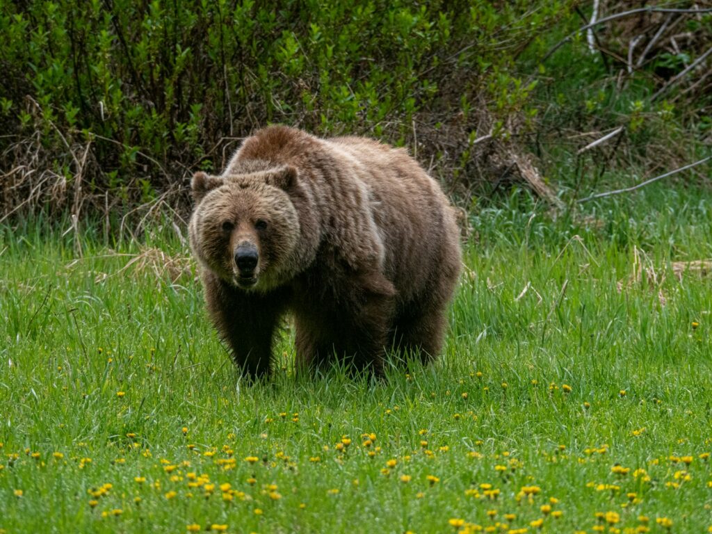 brown bear on green grass field during daytime