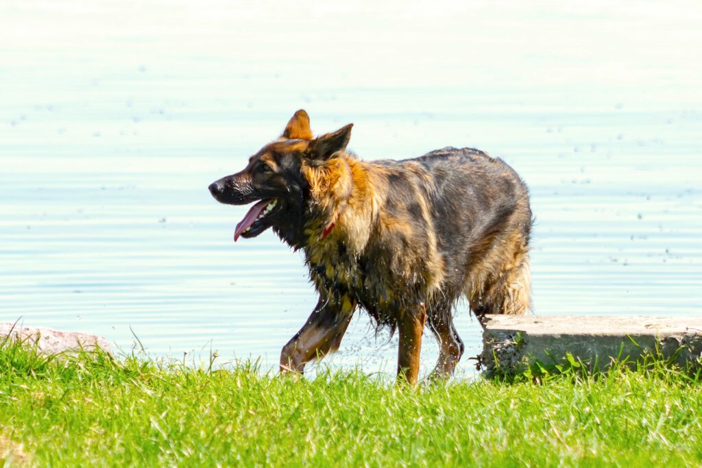 black and tan german shepherd on green grass field near body of water during daytime