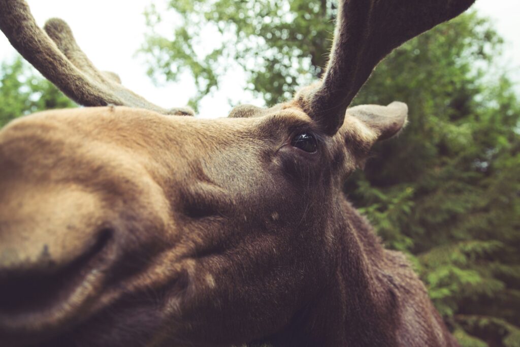 Close-up of a moose's head featuring its majestic antlers, emphasizing its strong features and serene expression.