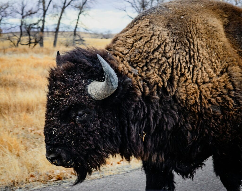 a large black animal with horns