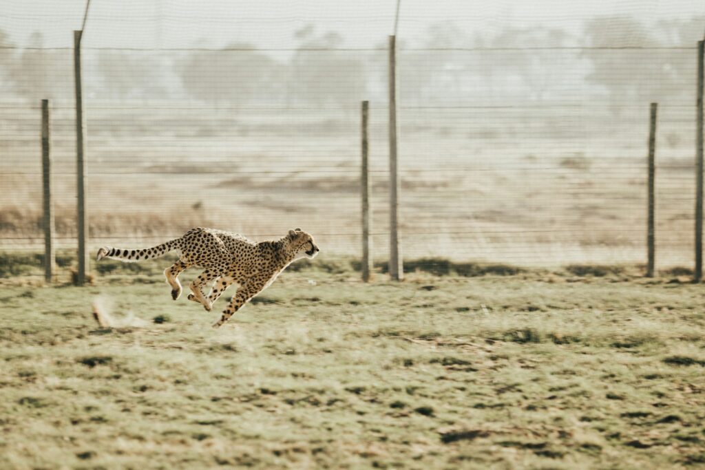 A cheetah sprinting gracefully through tall grass, showcasing its speed and agility in a natural habitat.