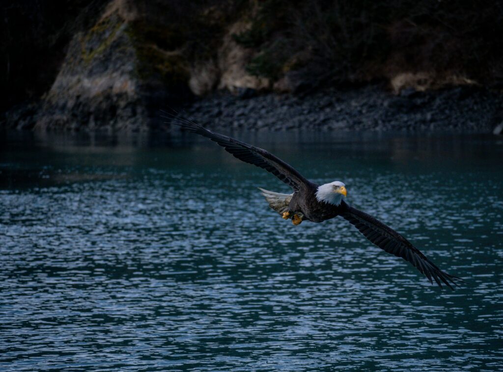 A bald eagle flies over water.