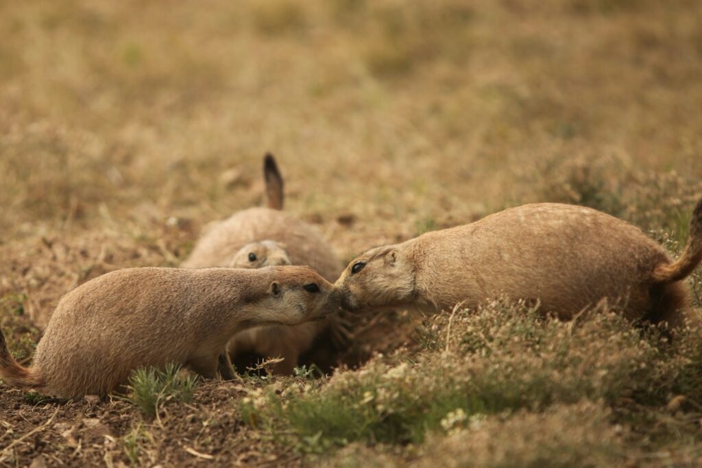 a couple of animals that are standing in the grass