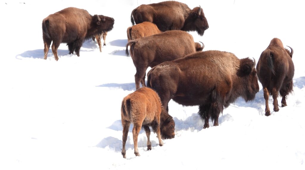 a herd of bison standing on top of a snow covered slope