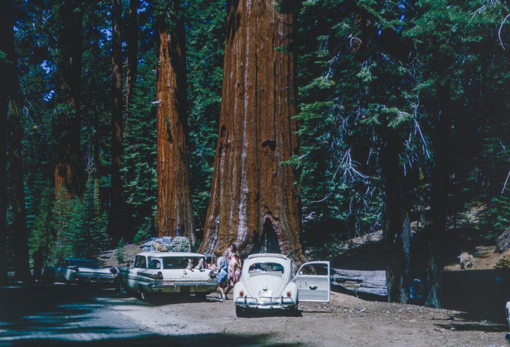 a group of cars parked next to a giant tree