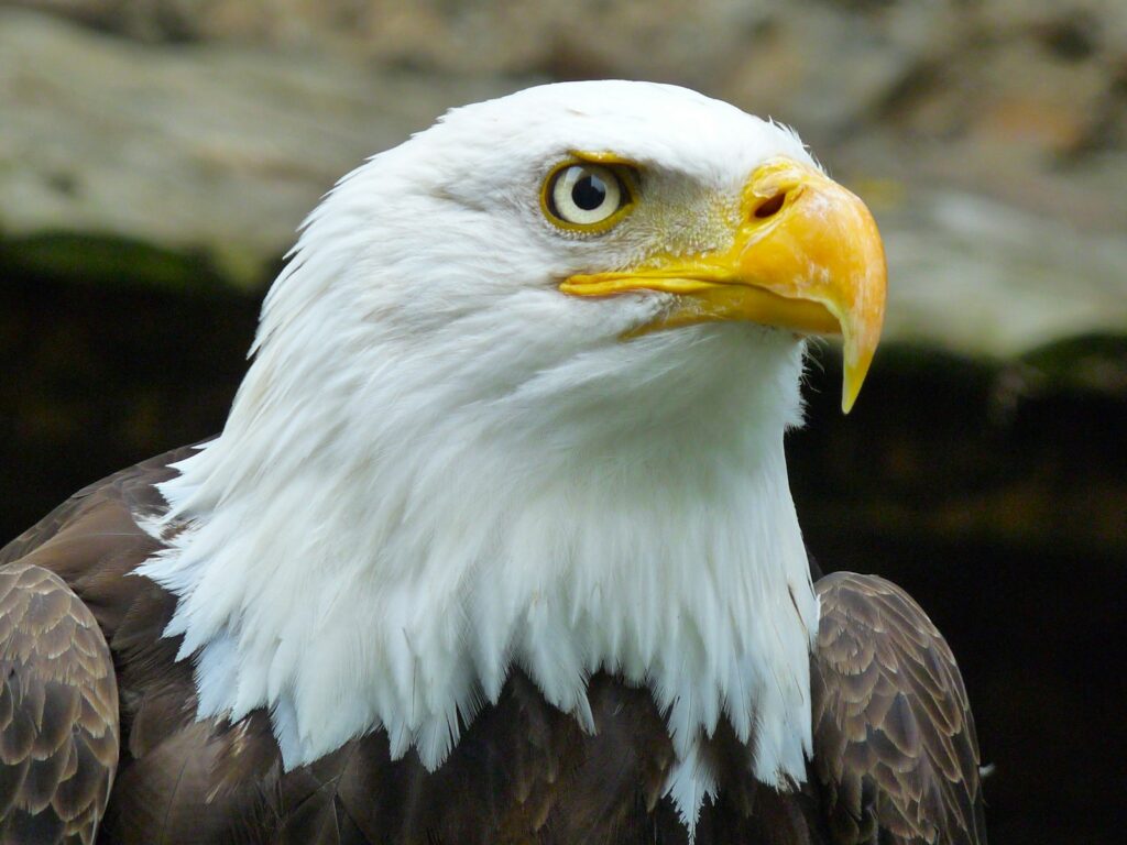Fears hawk