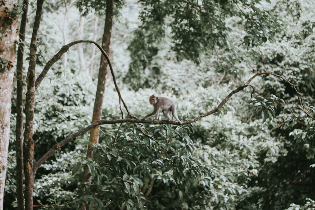 monkey perching on tree branch during daytime