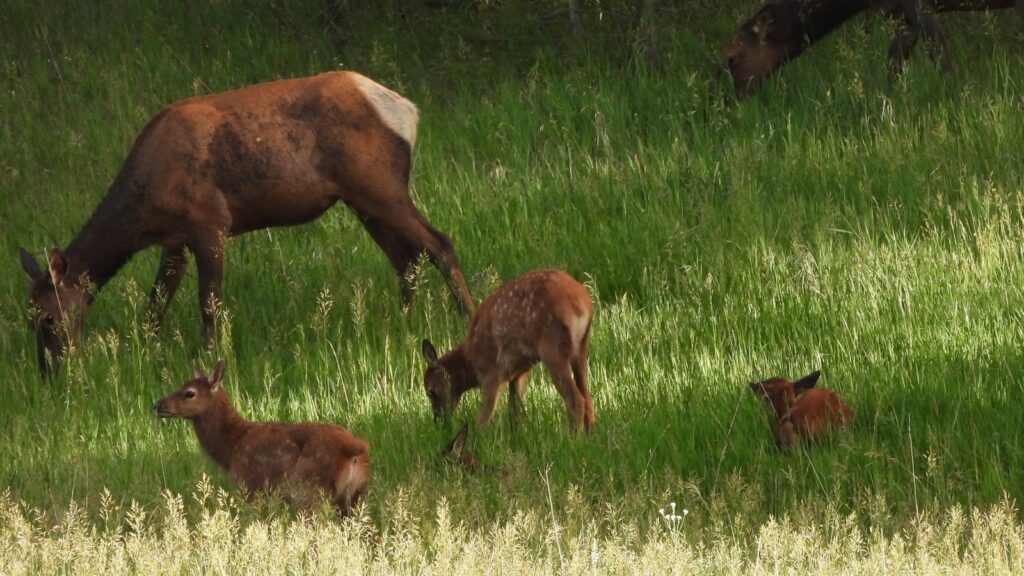 A herd of deer grazing on a lush green field