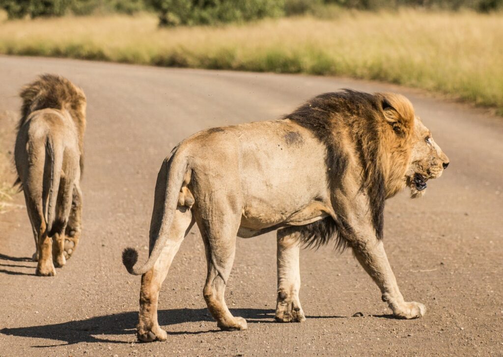 Two lions are crossing the road.