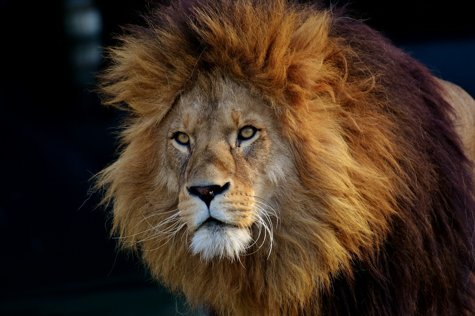 lion lying on black textile