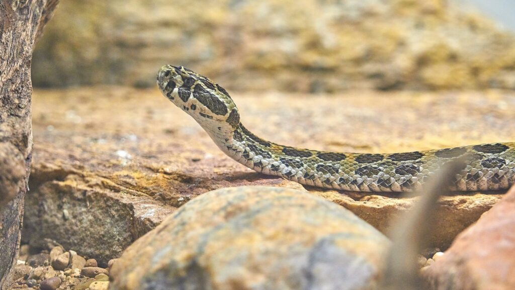 A snake rests on a rock in a zoo, showcasing its scales and natural habitat in a tranquil setting.