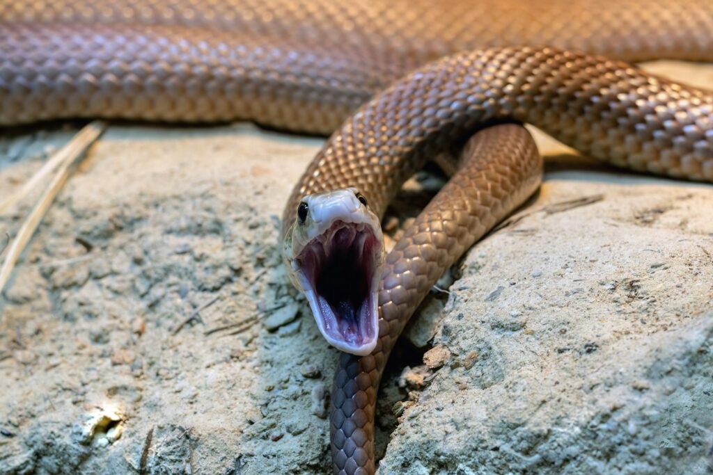 A brown snake displaying its open mouth while resting on a rock, highlighting its alertness in the wild.