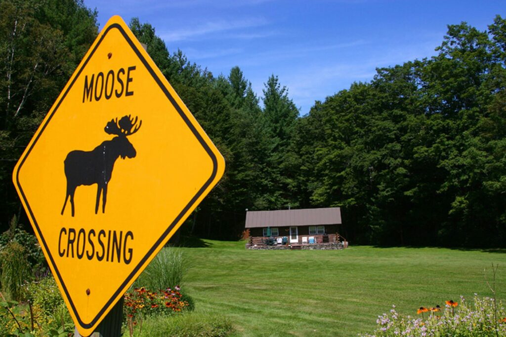 A bright yellow warning sign displaying "Moose Crossing" to alert drivers of potential wildlife on the road.