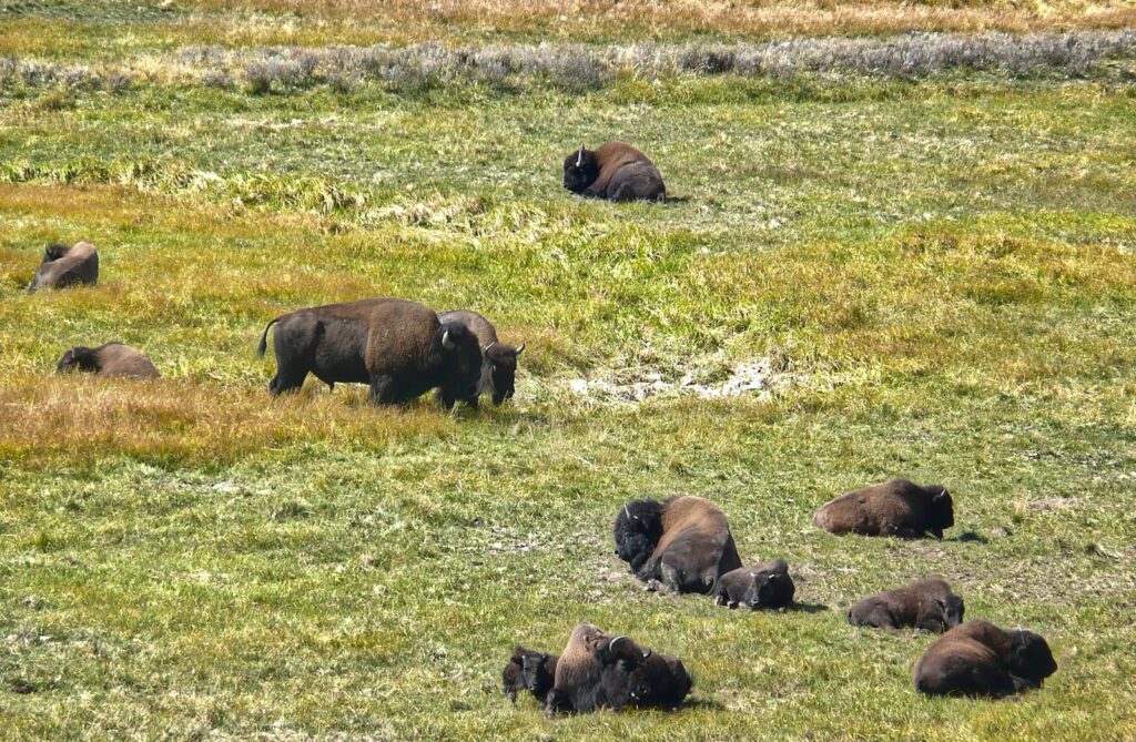 brown animal on green grass field during daytime