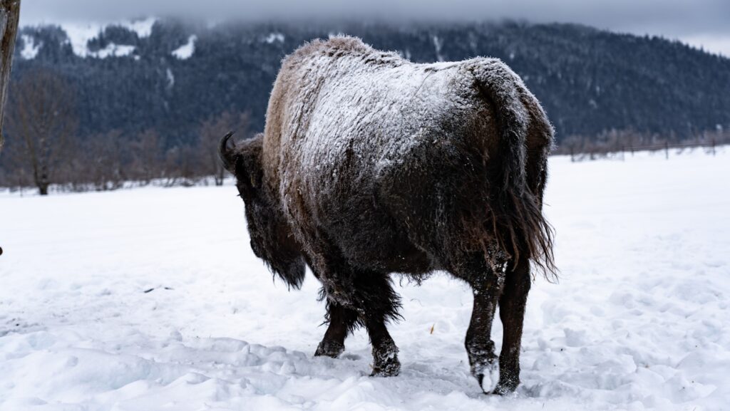A yak standing in the snow in front of a mountain.