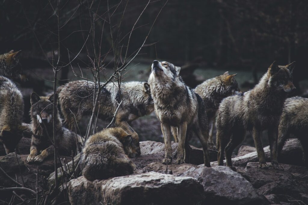 Wolf pack on rock formation.