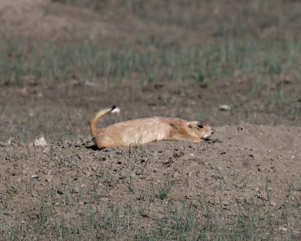 a dead animal laying in the middle of a field