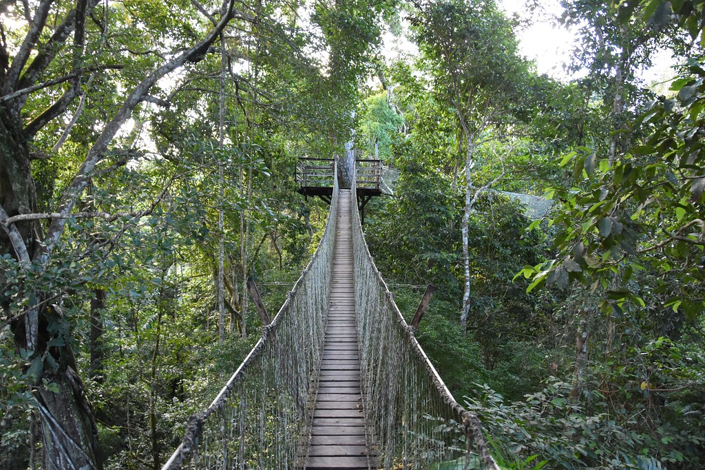 The Inkaterra Canopy Walkway features a suspension bridge weaving through vibrant jungle foliage, inviting exploration and adventure.