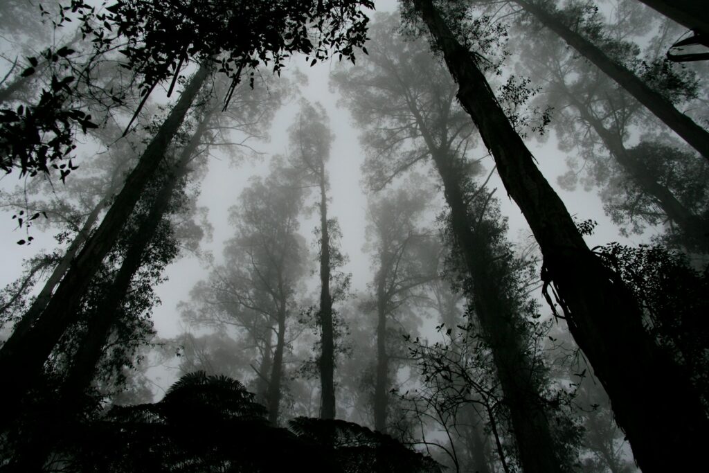 worms eye view of fog covered forest