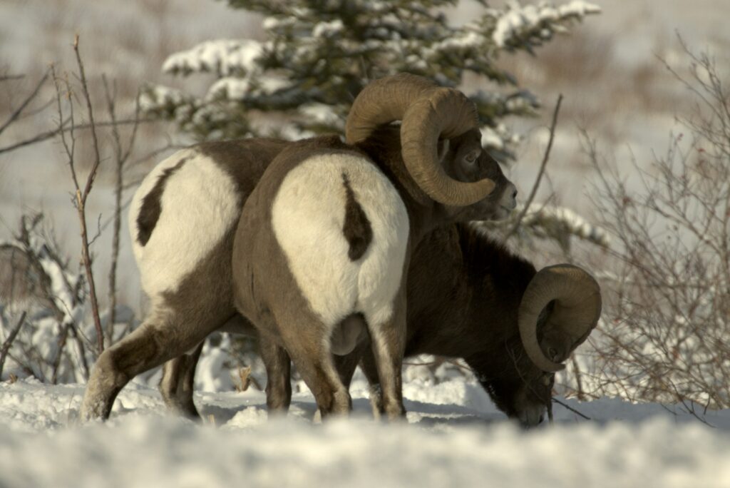 Two big horn sheep in the snow.