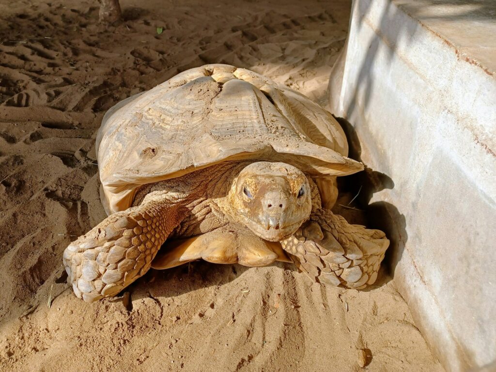 A large tortoise resting on sandy ground, basking in the sun in its natural habitat.