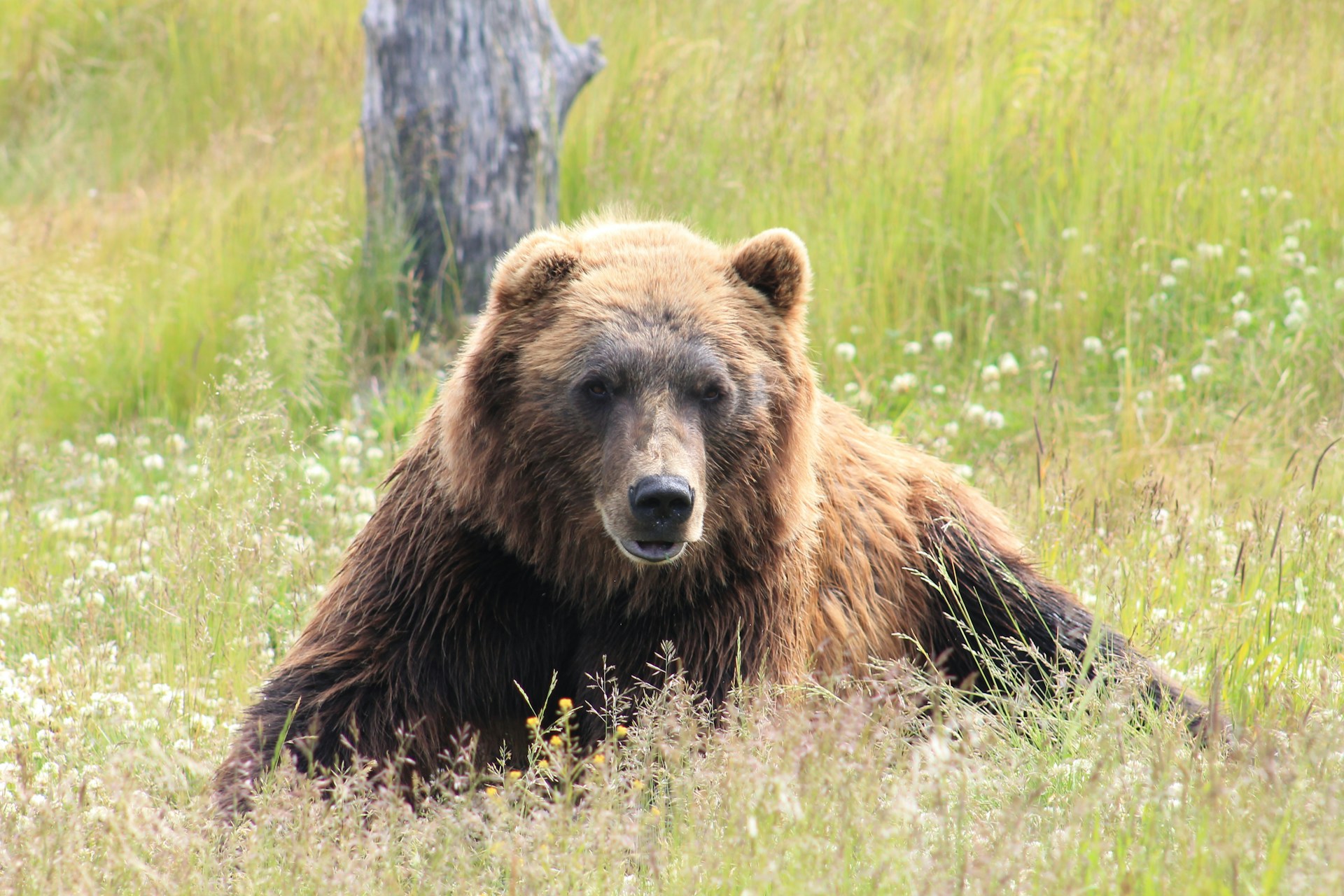 A brown bear rests in a lush field of tall grass, blending harmoniously with the vibrant green landscape.