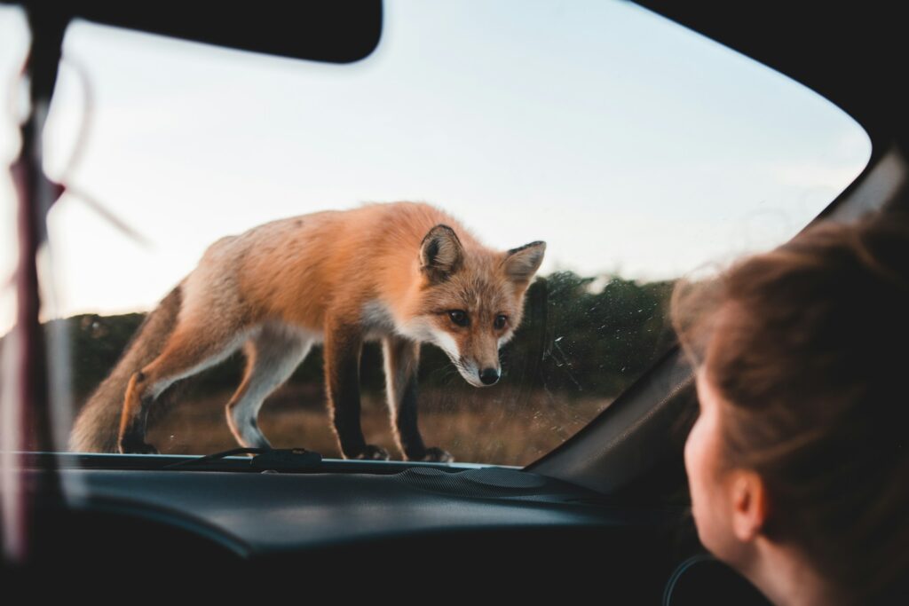 A woman gazes out the window, captivated by a curious fox in the garden below.
