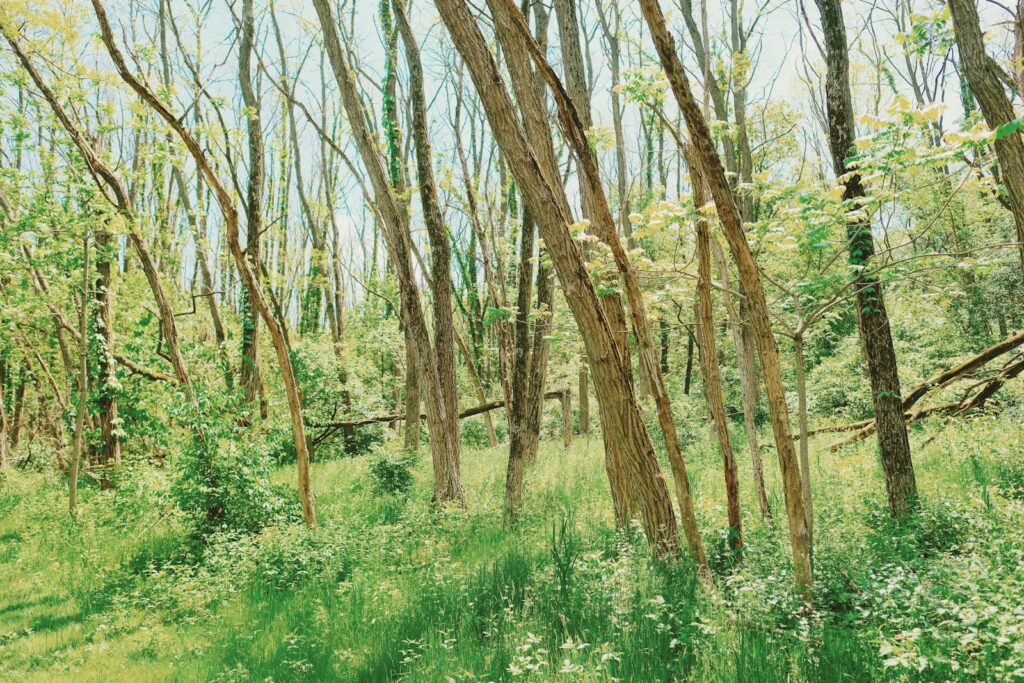 brown trees on green grass field during daytime