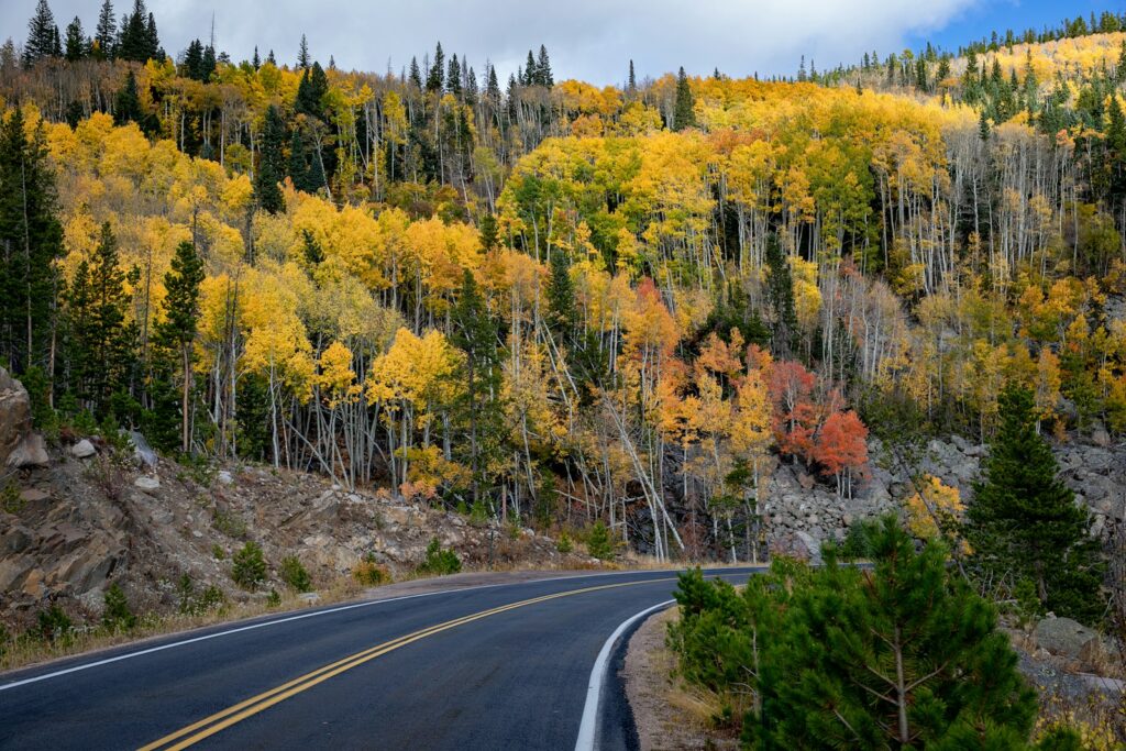 road and trees during day