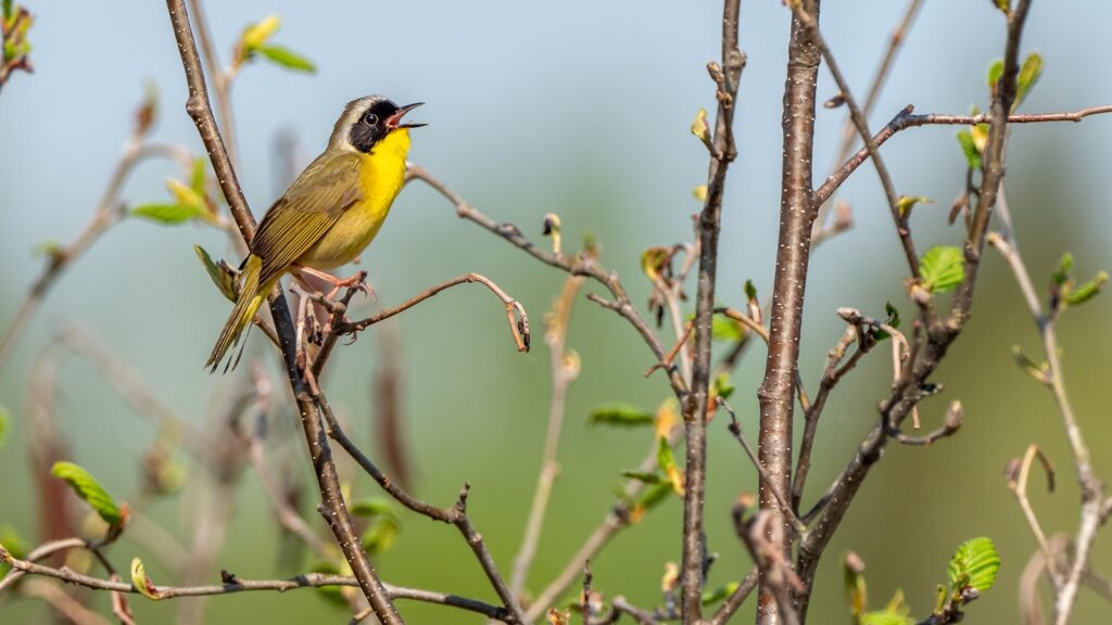a small yellow bird sitting on top of a tree branch