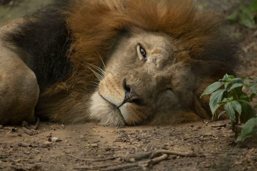 Lion lying on brown sand during daytime.