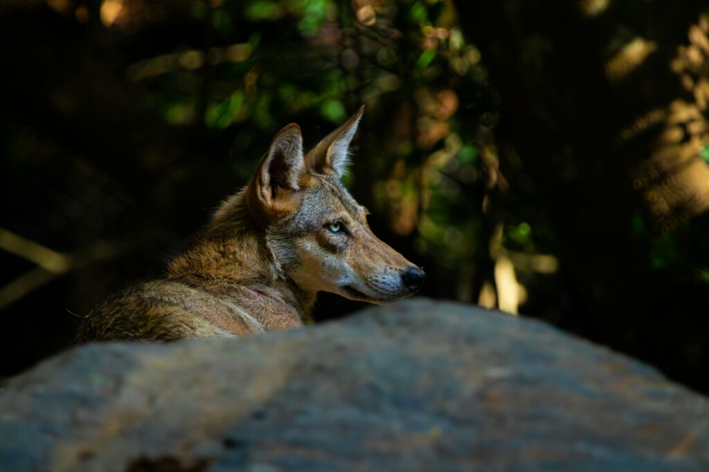 A coyote is looking intensely towards something.